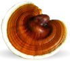 ganoderma