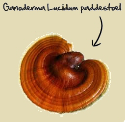 Ganoderma Lucidum paddestoel