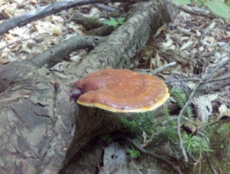 Reishi paddestoel