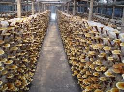 ganoderma plantage