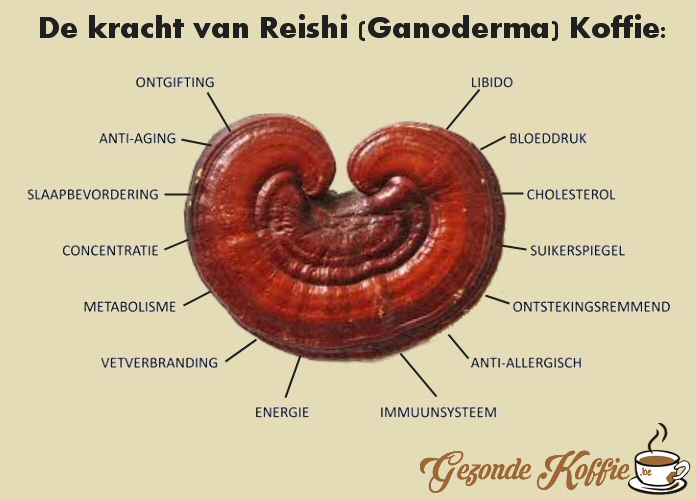 reishi flyer